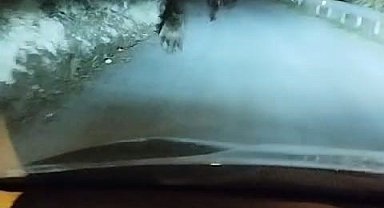 Anne ayı ve yavruları Safranbolu sokaklarında