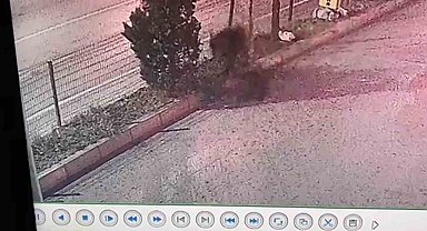 Anne ayı ve yavrusu Safranbolu'yu mesken tuttu