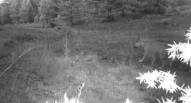 Anne ve yavru kurt fotokapana yakalandı