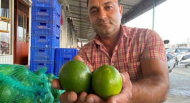 Antalya'da halde limon 3 TL'ye kadar düştü