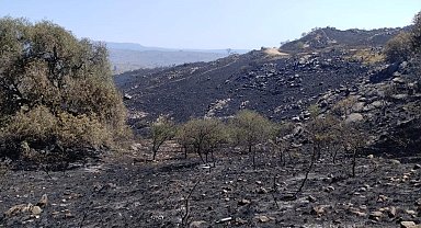 Arjantin'de orman yangını yerleşim bölgelerine sıçradı