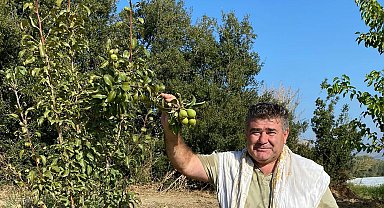 Armut ağacı ikinci kez meyve verdi