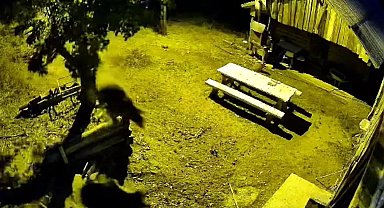 Armut ağacına çıkarak karınlarını doyuran ayılar kameraya yansıdı