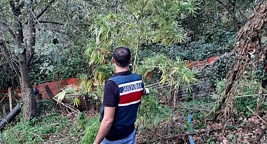 Artvin'de jandarmadan uyuşturucu operasyonu