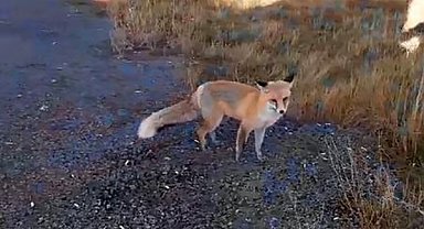 Asfalt plentine gelen tilkiyi besliyor