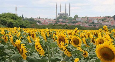 Aşırı sıcaklar ve kuraklık ayçiçeğini vurdu