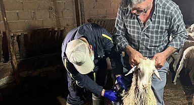 Aslanapa'da küçükbaş ve büyükbaş hayvan aşılama çalışmaları