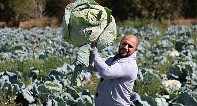 Ata tohumundan üretilen dev lahanaların hasadı başladı
