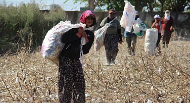 Aydın Ovası'nda 'kalıntı pamuk' mesaisi