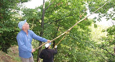 Aydın ve İzmir'de kestane telaşı başladı