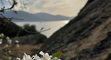 Aydın ve Muğla'da meyve ağaçları yeniden çiçek açtı