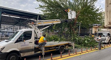 Aydın'da ağaçlar budanıyor