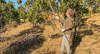 Aydın'da incir hasadı sona erdi