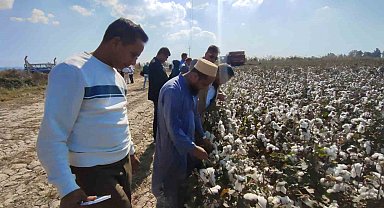 Aydın'ın Bangladeş'li konukları Söke Ovası'nda pamuğu yakından inceledi