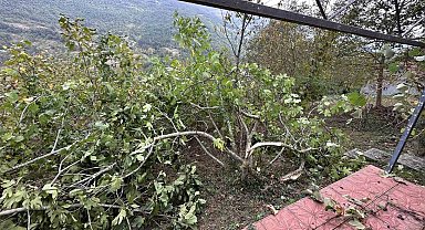 Ayı girdiği bahçede incir ağaçları ile arı kovanlarına zarar verdi