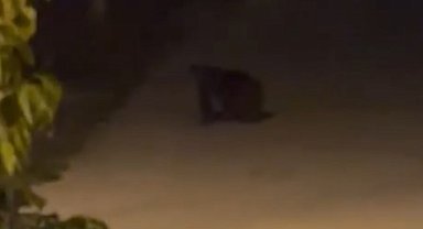 Ayı sokağa indi, vatandaşlar ayının peşine düştü