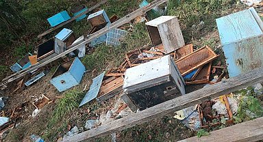 Ayılar 48 arı kovanını parçaladı, meyve ağaçlarına zarar verdi