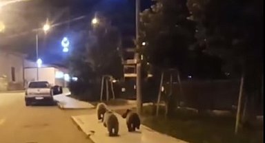 Ayılar ilçe merkezine kadar indi