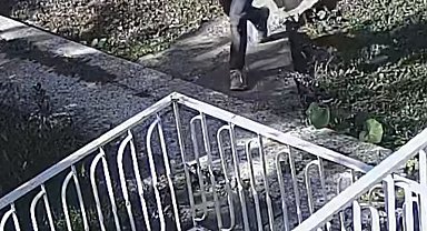 Bağ faresi serbest bırakıldı