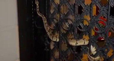 Bahçe kapısına dolanan pitonu görenler gözlerine inanamadı