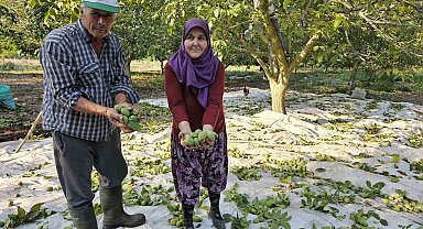 Balıkesir'de ceviz hasadı başladı