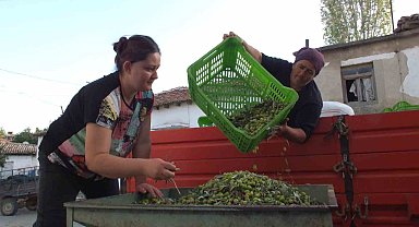 Balıkesir'de yeşil zeytin alımı başladı