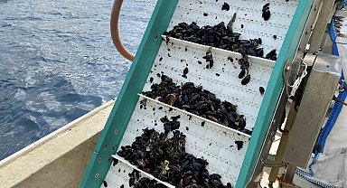 Bandırma'da midye hasadı yapıldı