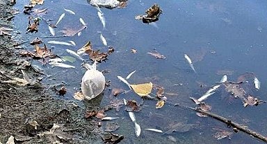 Bartın'daki balık ölümlerinin nedeni belli oldu