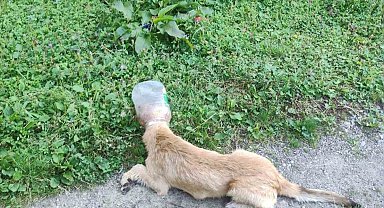 Başı bidona sıkışan köpek, zabıta ekiplerince kurtarıldı