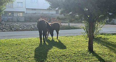 Başıboş atlar her yerden çıkabiliyor