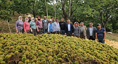 Başkan Güler kestane hasadına katıldı