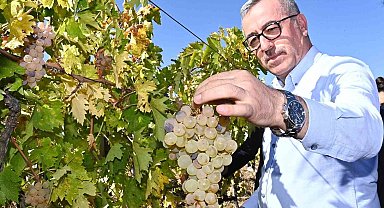 Başkan Güngör; "Bertiz Kabarcık Üzümü'nün coğrafi tescilini aldık"