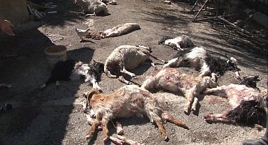 Başkent'te başıboş köpekler 50'den fazla küçükbaş hayvanı telef etti