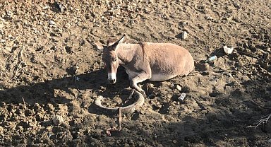 Bataklığa saplanan eşeği AFAD ekibi kurtardı