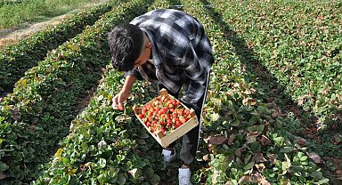 Batman'da coğrafi işaret tescilli Sason çileğinde yılın son hasadı başladı