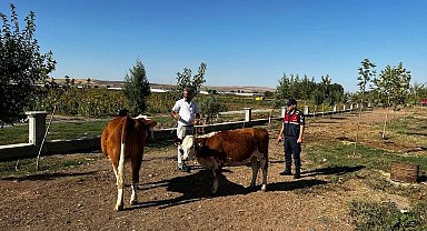 Batman'da hırsızlık zanlısı 4 kişi tutuklandı