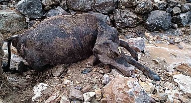 Batman'da sağanak yağış nedeniyle köy yolları bozuldu, 2 inek telef oldu