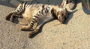 Batman'da yolun ortasında ölü halde çizgili sırtlan bulundu