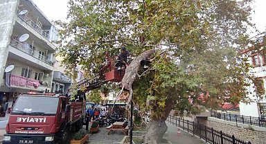 Bayramiç'te 200 yıllık çınar ağacının dalı koptu, aydınlatma direği faciayı önledi