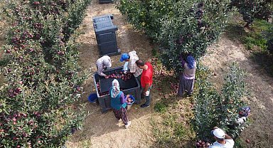 Beyşehir'de elma hasadı sürüyor