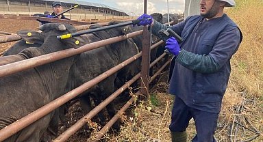 Beyşehir'de ithal hayvanların sağlık kontrolleri yapılıyor