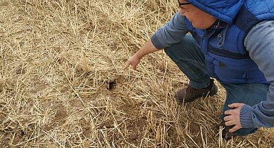 Beyşehir'de tarlalarda fare popülasyonu artış gösterdi