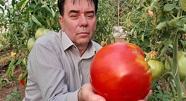 Bilecik'te 1 kilo 712 gramlık domatesi görenler şaşkınlıklarını gizleyemedi