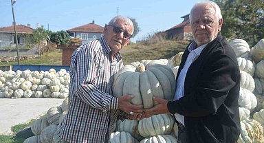 Bilecik'te 20 ile 30 kilogram ağırlığında gelen kestane kabağı hasadı başladı