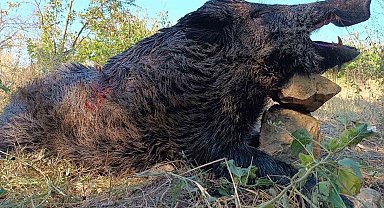 Bilecikli avcılar dev domuzları vurdu