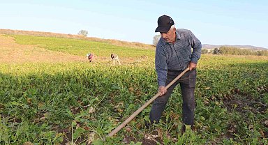 Bilinçsiz sulama yapan çiftçi pancarını eliyle toplamak zorunda kaldı