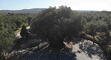 Bin 600 yıllık ağaç kuraklığa meydan okudu, dalları meyveyle doldu