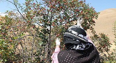 Bin derde deva kuşburnunun zor mesaisi