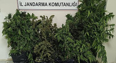 Bingöl'de uyuşturucu operasyonu