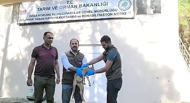 Bitkin düşen yavru dağ keçisi tedavi altına alındı